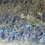 19-ilcede-2-bin-ureticiye-40-bin-zeytin-fidani-dagitilacak.jpg