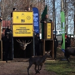 8 kızıl geyik daha Kuzuyayla’da doğaya salındı