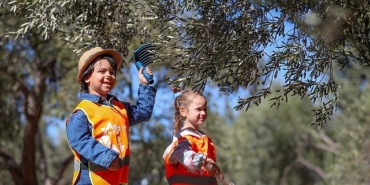 aliagali-minik-ogrenciler-sakranda-zeytin-hasadi-yapti.jpg
