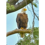 Amerika’da Bir Seferihisarlıdan Doğa Gururu: Kar Baykuşunu Fotoğraflamayı Başardı