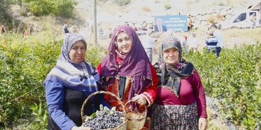 antalyada-aronya-hasadi-basladi.jpg
