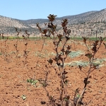 Antalya’da tarımsal sulama projeleriyle tersine göç hızlandı