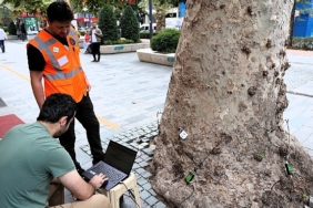 Asırlık ağaçlar tomografiyle korunacak