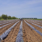 Ayvalık Üretim ve Pazarlama Kooperatifi’nden Örnek Proje: Çilekten Reçele Uzanan Yolculuk