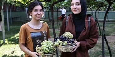 bagcilarda-bag-bozumu-zamani.jpg