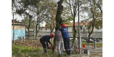 bakirkoy-belediyesinden-teke-bocegine-karsi-etkin-mucadele.jpg
