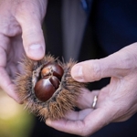 Başkan Tugay Beydağ’da kestane üreticileri ile bir araya geldi