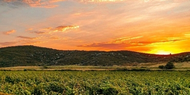 bir-baska-avsa-ada-karasi-uzum-hasadi-ve-etkinlikleri.jpg
