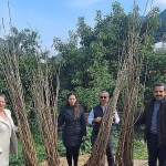 Büyükşehir’den dut fidanı desteği