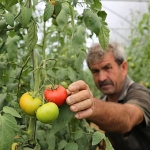 buyuksehirden-yuzde-50-hibeli-sera-destegi.jpg
