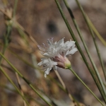“Çameli pelemiri” bitki literatürüne kazandırıldı