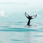 DeepSeek temalı dolandırıcılıklara dikkat