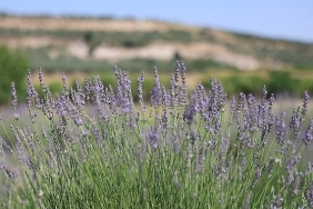 didim-belediyesi-akkoy-fidanliginda-lavanta-hasadi-gerceklestirildi.jpg