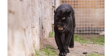 dogal-yasam-parkinin-jaguari-juliet-yasama-veda-etti.jpg