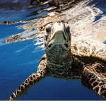 Doğayla Birlikte Varız: Biyolojik Çeşitliliği Korumak Yaşamı Korumaktır