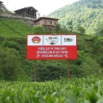 Doğuş Çay ve TEMA Vakfı’ndan sağlıklı topraklar ve sürdürülebilir çay tarımı için ortak adım