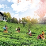 Doğuş Çay Yılda 2 Milyon Ton Tarım Ürününü Ekonomiye Kazandırıyor