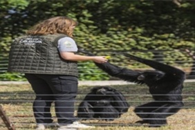 Dört primatın İzmir’deki yeni hayatına eski bakıcıları da eşlik etti