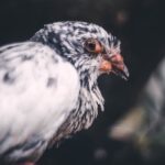 Dove İsrail Malı Mı? Dove Hangi Ülkenin?