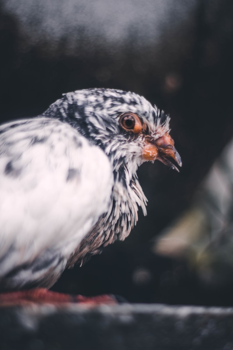 Dove İsrail Malı Mı? Dove Hangi Ülkenin? Dove İsrail Malı Mı? Dove Hangi Ülkenin?