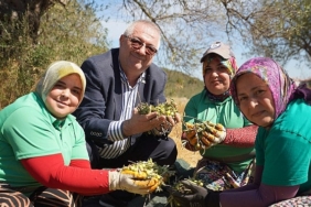 Edremit Belediyesi’nde yeni sezonun ilk zeytin hasadı gerçekleştirildi