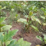 Efes Tarlası Yaşam Köyü’nde Elde Edilen Yerel Tohumlar Anadolu’nun Dört Bir Yanında Filizleniyor