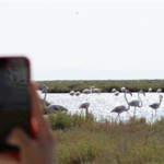 flamingo-yolu-turlari-basladi.jpg