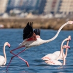 flamingo-yolu-turlari-bayramda-da-devam-ediyor.jpg