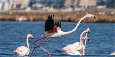 flamingo-yolu-turlari-bayramda-da-devam-ediyor.jpg