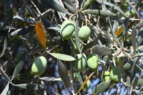 Gemlik'te Zeytin Ağacı 1500 Yıldır Meyve Veriyor