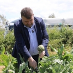 İlçenin önemli tarımsal üretim merkezlerinden Düzce Köyü’nde gerçekleşen hasada, Seferihisar Belediye Başkanı İsmail Yetişkin de katıldı.