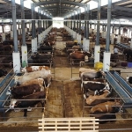 İnegöl Hayvan Pazarı’nın Kotra İhale Tarihi Belli Oldu