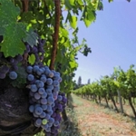 izmir-bagcilik-mirasini-koruyan-iter-vitis-rotasina-katildi.jpg
