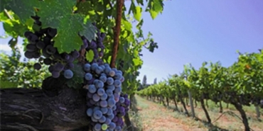 izmir-bagcilik-mirasini-koruyan-iter-vitis-rotasina-katildi.jpg