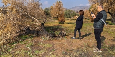 izmir-buyuksehir-yanan-zeytin-agaclarinin-yasatilmasi-icin-calisma-baslatti-zeytin-agaclari-kullerinden-dogacak.jpg