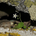 İzmir’de Yeni Bitki Türü Keşfedildi