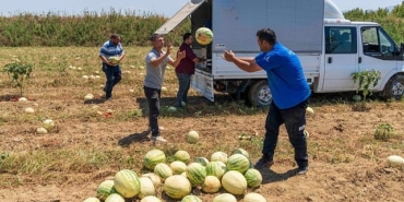 izmirli-ciftci-tarlada-kalan-karpuzunu-hayvanlara-bagisladi.jpg