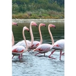 izmit-korfezinde-pembe-flamingolarin-dansi.jpg