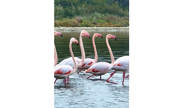 izmit-korfezinde-pembe-flamingolarin-dansi.jpg