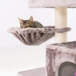 Kedi Gözü Taşı Nedir? Kedi Gözü Taşının Faydaları Nelerdir?