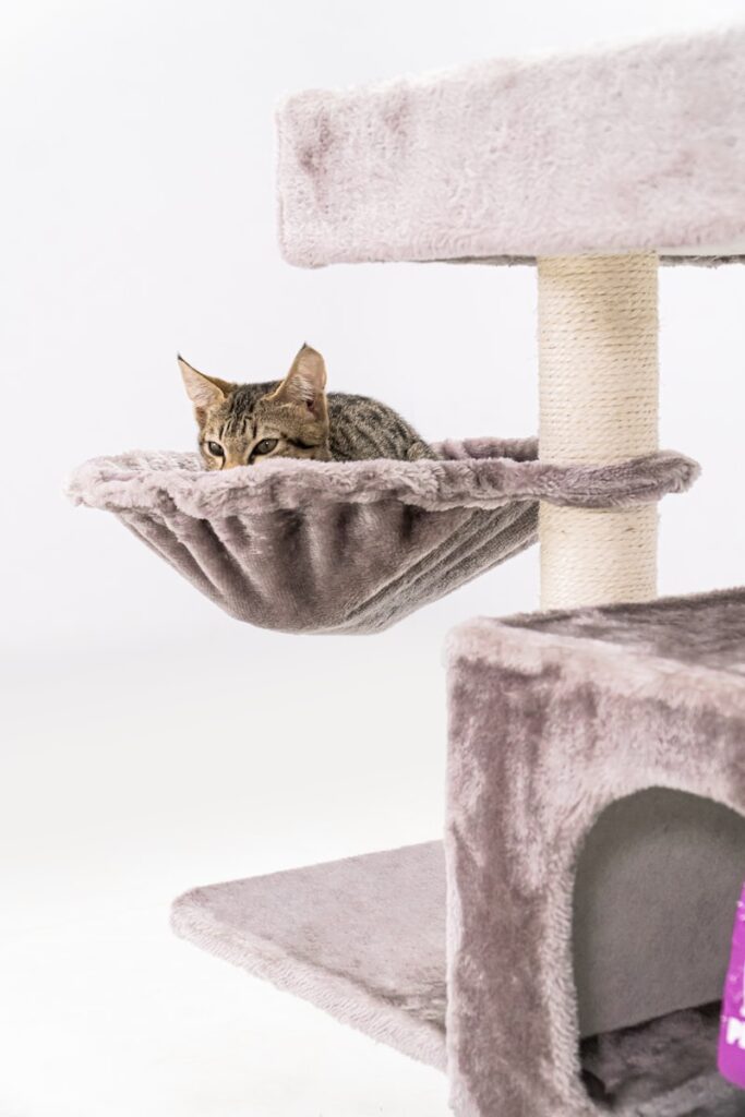 Kedi Gözü Taşı Nedir? Kedi Gözü Taşının Faydaları Nelerdir?