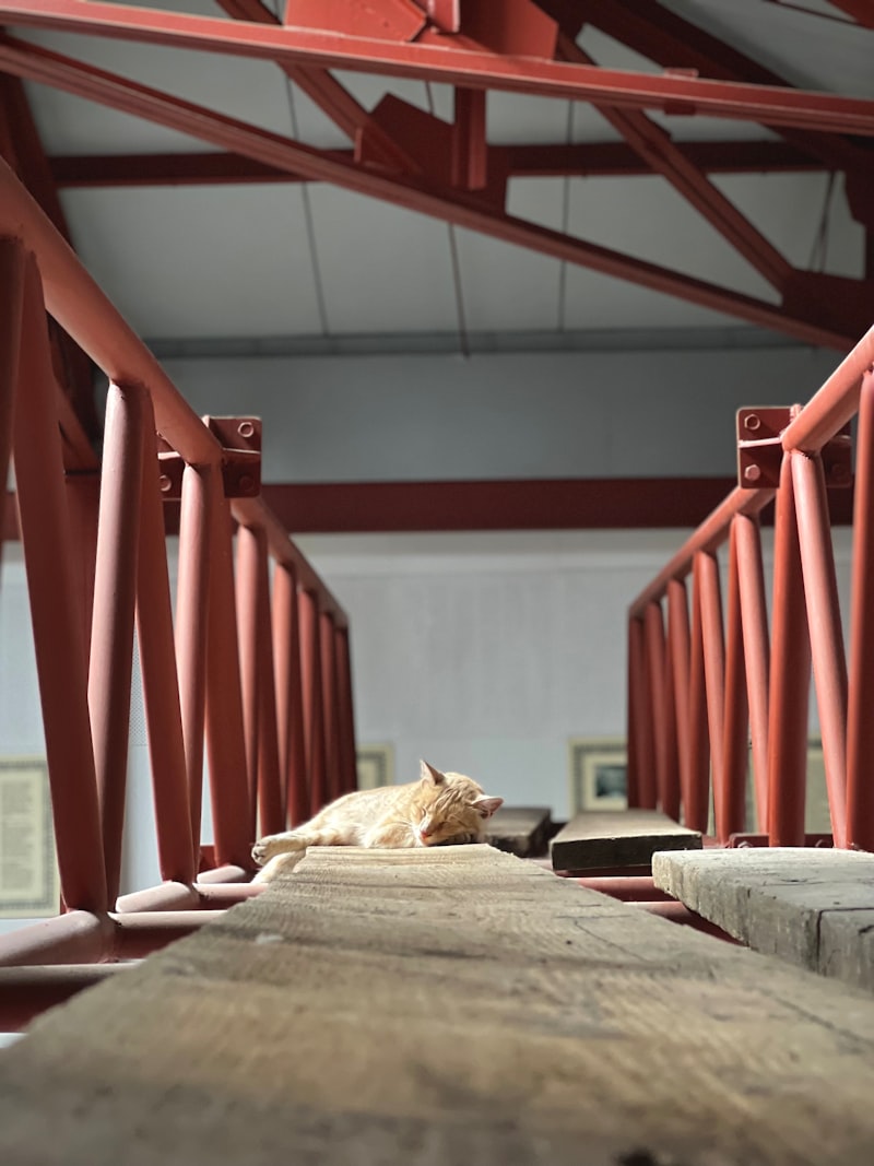 Kedi Gözü Taşı Nedir? Kedi Gözü Taşının Faydaları Nelerdir?