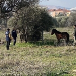 kemalpasada-vatandaslar-tarafindan-yarali-halde-bulunan-yilki-ati-tedavi-edilerek-dogal-yasama-salindi.jpg