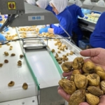 Kuru incir ihracatı 292 milyon dolarla sezonu kapattı