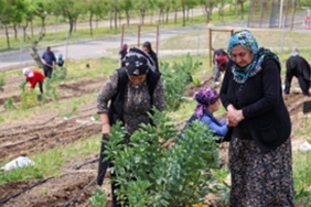 mahalle-bostanlari-buyuyor.jpg
