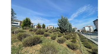 malkarada-daha-yesil-bir-kent-icin-lavanta-fidani-ekimi-basladi.jpg