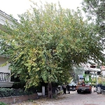 Maltepe’nin ağaçları sağlıklı büyümesi için budanıyor