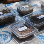 Manisa Tarzanı’nın İzinde Tohumlar Doğayla Buluşacak