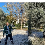milas-belediyesi-park-ve-yesil-alanlarda-zeytin-hasadina-devam-ediyor.jpg