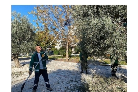 milas-belediyesi-park-ve-yesil-alanlarda-zeytin-hasadina-devam-ediyor.jpg